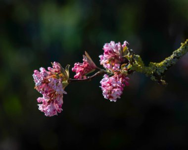 Çiçekler, Viburnum x Bodnantense 'ın dalında baharın başlarında bir bahçede Charles Lamont
