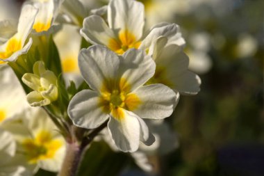 Primula 'Oak Yaprak Çiçeklerin Kapanışı Primula' Oak Yaprak Beyazı 'nın baharın başlarında bir bahçede