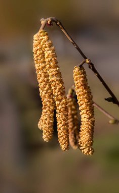 İlkbaharın başlarında bir parkta, ortak fındık (Corylus avellana) katkinlerinin yakın çekimi