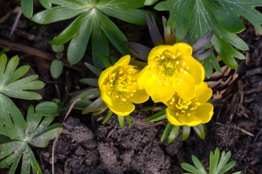 Kış aconitinin çiçeklerine yakın çekim (Eranthis hyemalis)