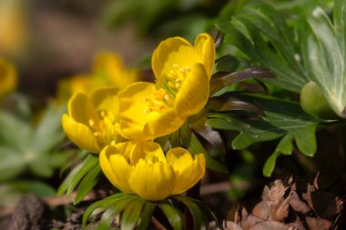Kış aconitinin çiçeklerine yakın çekim (Eranthis hyemalis)