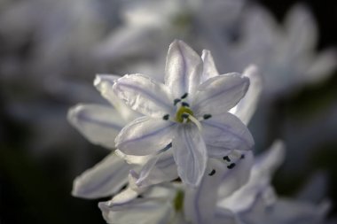 Misczenko Squill 'in (Scilla mischtschenkoana) çiçeklerinin baharın başlarında bahçeye kapatılması