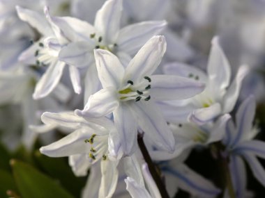 Misczenko Squill 'in (Scilla mischtschenkoana) çiçeklerinin baharın başlarında bahçeye kapatılması