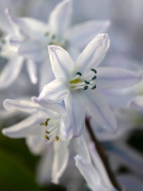 Misczenko Squill 'in (Scilla mischtschenkoana) çiçeklerinin baharın başlarında bahçeye kapatılması