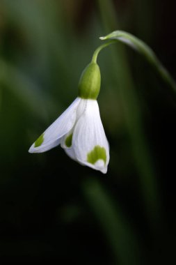 Kış sonlarında bir bahçede tek bir kardamlası çiçeğine (Galanthus plicatus 'Trymlet') yakın plan