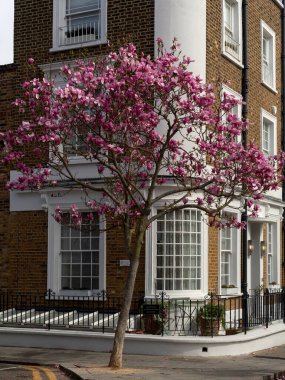 Londra, İngiltere - 29 Mart 2025 Hillgate Caddesi ile Hillgate Place 'in köşesindeki güzel Gürcistan evi.
