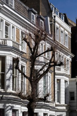 LONDON, İngiltere - 29 Mart 2025: Notting Hill 'deki Linden Gardens' taki Gürcistan evlerinin önündeki çıplak yapraksız ağaç