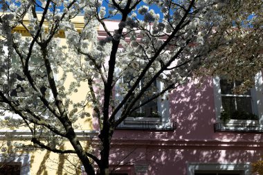 LONDON, İngiltere - 29 Mart 2025: Baharda renkli evlerin önünde çiçek açan ağaç