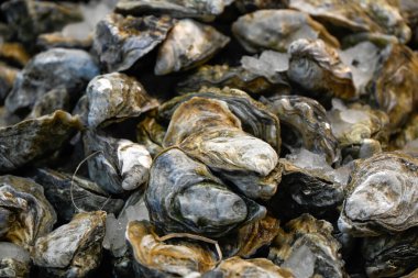 Balıkçıların yiyecek pazarında durduğu buzdaki işlenmemiş istiridyeler.