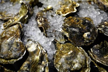 Keşfedilmemiş Cumbrae istiridyeleri bir yiyecek pazarında, balıkçıların tezgahında buzun üzerinde duruyor.