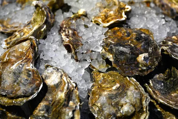 Keşfedilmemiş Cumbrae istiridyeleri bir yiyecek pazarında, balıkçıların tezgahında buzun üzerinde duruyor.