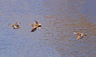 Gadwall Ördekleri İngiltere 'de Suffolk' ta suyun üzerinde uçuyor.