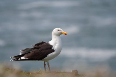 Büyük siyah sırtlı martı (Larus marinus) yazın kayanın üzerinde tüylenerek büyür.