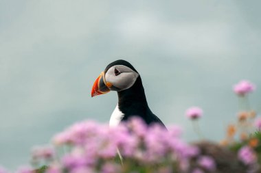 Puffin (Fratercula arktika) Deniz Çiçekleri arasında yaz tüyleriyle yetişkin portresi