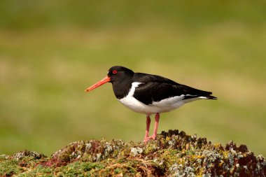 Oystercatcher (Haematopus ostralegus) kaya üzerinde duruyor