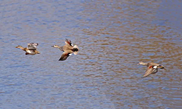 Gadwall Ördekleri İngiltere 'de Suffolk' ta suyun üzerinde uçuyor.