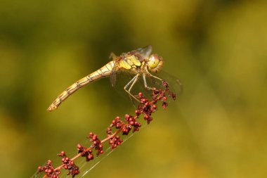 Kırmızı böğürtlenlerin üzerinde dinlenen Darter Yusufçuğuna (Sympetrum Striolatum) yakın plan
