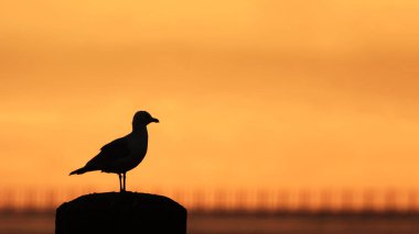 Şafak vakti turuncu gökyüzü ile bir direğin üzerinde duran martının silueti.