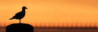 Şafakta ya da günbatımında turuncu gökyüzü olan bir direğin üzerinde duran bir martının silueti