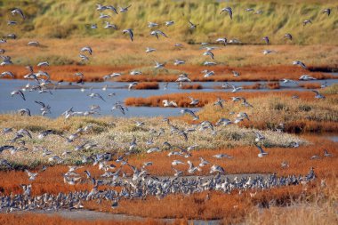 Essex Sahili 'ndeki Saltmarsh' ta Yürüyen Sürüler