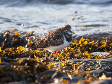 Turnstone (Arenaria), deniz yosunlarının arasında bir kumsalda kış tüylerini yorumlar 
