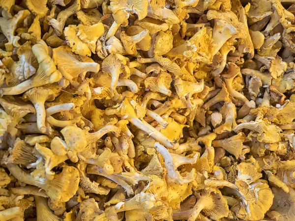 Fransız pazarında satılık taze taze Chanterelle Mantarları.