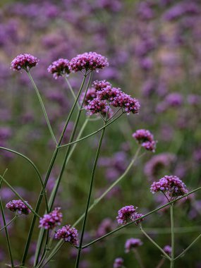 Verbena Bonariensis çiçekleri Yazın bahçede