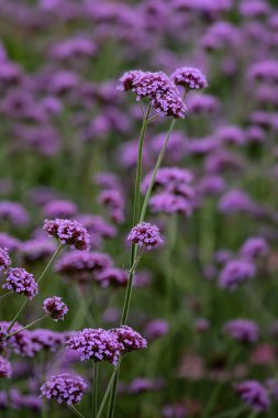 Verbena Bonariensis çiçekleri Yazın bahçede