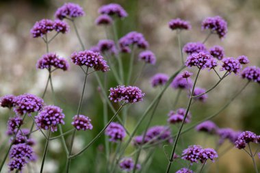 Verbena Bonariensis çiçekleri Yazın bahçede