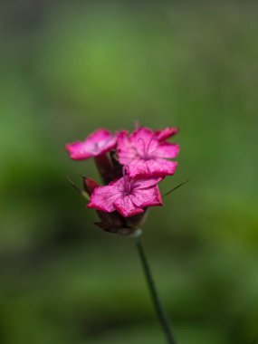 Yazın Dianthus Carthusianorum çiçekleri yeşil arka planda