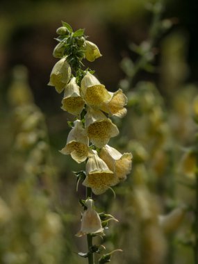 Yazın Digitalis Grandiflora çiçeklerine yakın.