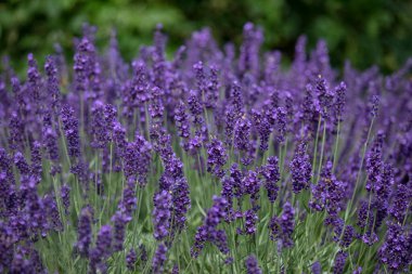 Yazın bir bahçede yetişen Lavandula angustifolia 'Hidcote' çiçeklerinin yakın çekimi