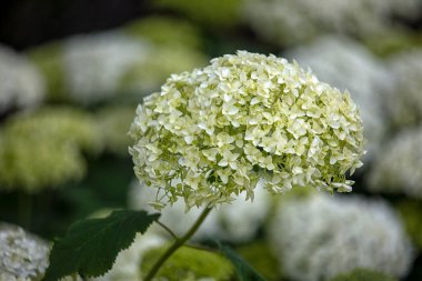 Ortanca ağaçlarının çiçekleri Yazın Annabelle