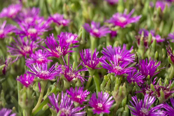 Delosperma çiçekleri yazın bir bahçe sınırında iş birliği yapıyor.