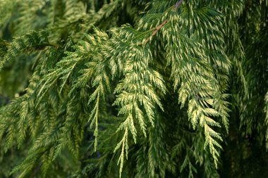 Thuja plicata 'nın yeşilliklerinin kapanışı, yazın bir bahçede 
