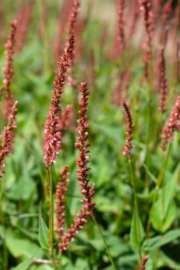 Salvia Guaranitica 'nın çiçek sivriliği yazın bir bahçede inanılmaz mavi renkte.