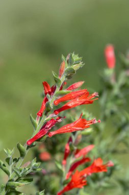 Epilobium kanum 'Dublin' in çiçeklerinin kapanışı Yazın bir bahçede