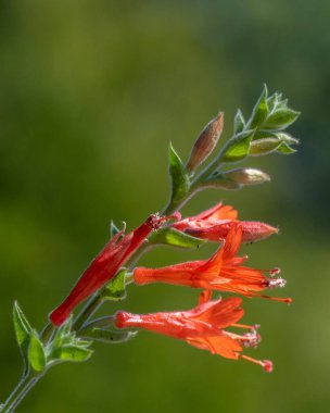 Epilobium kanum 'Dublin' in çiçeklerinin kapanışı Yazın bir bahçede