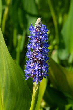 Yazın bir bahçede Pontederia 'nın çiçeklerine yakın çekim