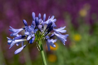 Agapanthus 'un 
