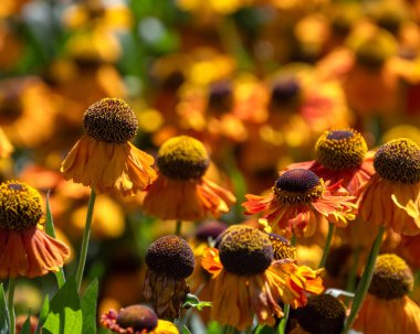 Yazın bahçedeki Helenyum 'Waltraut' çiçeğinin kapanışı