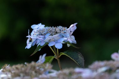 Hydrangea Serrata 'nın çiçeğinin kapanışı' Bluebird 'yazın karanlık bir arka planda