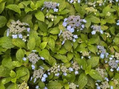 Arkaplan dokusu olarak kullanılmak üzere yağmur damlaları ile Ortanca 'nın toplu çiçekleri ve yaprakları
