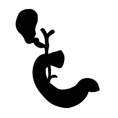 Safra boşaltımı silueti bilim illüstrasyonu sağlık projeleri ve eğitim amaçları için faydalıdır - 1