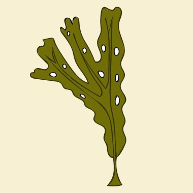 algae fucus brown algae illustration biology botany diagram bryophytes educational