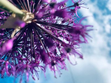 Eşsiz bir makro açı, mavi gökyüzü arka planına sahip küresel mor bir allium çiçeğine bakıyor..,