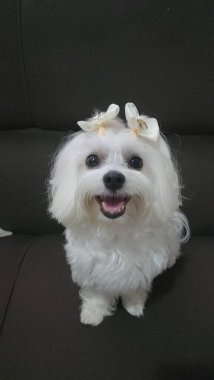 Beyaz bir arka plan ile köpek
