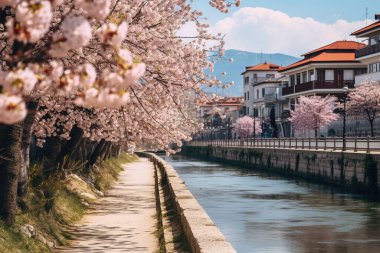 Idyllic bahar sahnesi: Pembe kiraz çiçekleri Avrupa 'nın pitoresk bir kasabasında kanal kenarında büyüleyici bir yürüyüş alanı oluşturuyor. Güneş ışığı canlı çiçekleri ve renkli binaları yıkar..