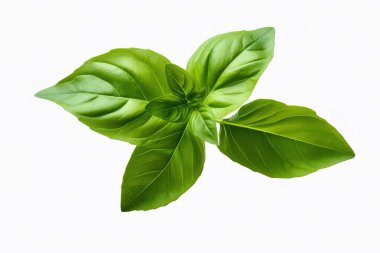 Canlı, taze fesleğen yaprakları, aromatik bir aşçı bitkisi, temiz beyaz arka planda izole edilir. Sağlıklı beslenme, yemek pişirme ve İtalyan mutfağını resmetmek için idealdir....