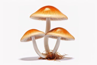 Canlı turuncu mantarlar ve beyaz sapları temiz beyaz arka planda izole edilir. Bu makro stüdyoda taze, yenilebilir mantarlar sergileniyor. Mutfak kullanımı için mükemmel.,...